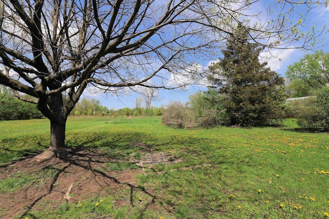view of grassy yard