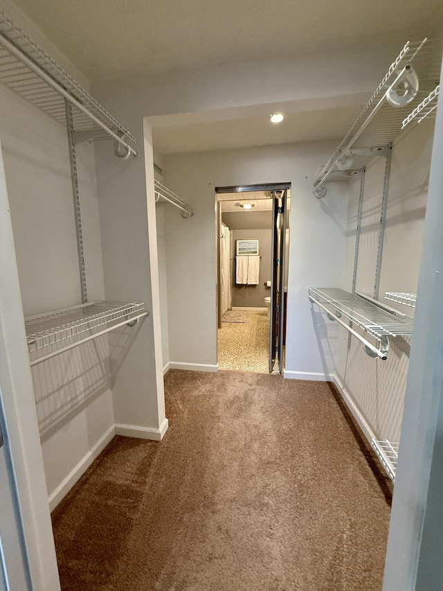 spacious closet featuring carpet flooring
