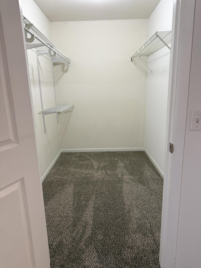 walk in closet featuring carpet