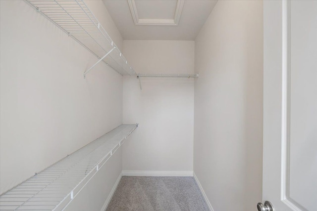 walk in closet featuring carpet floors