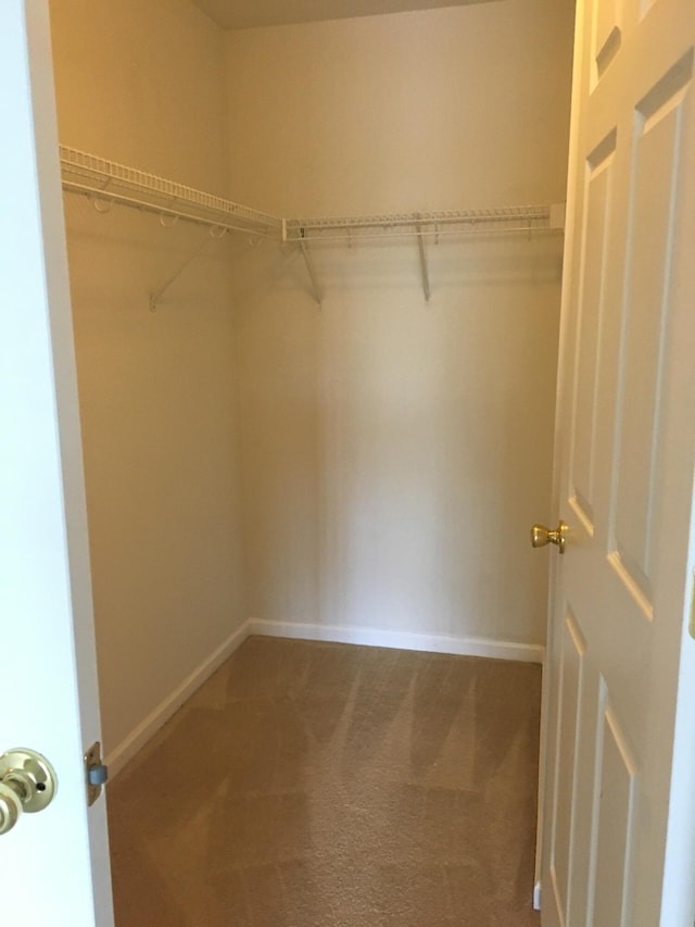 spacious closet featuring carpet flooring