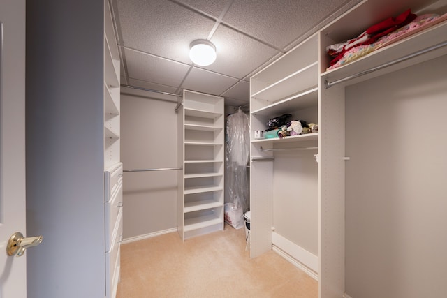 walk in closet with light carpet and a paneled ceiling