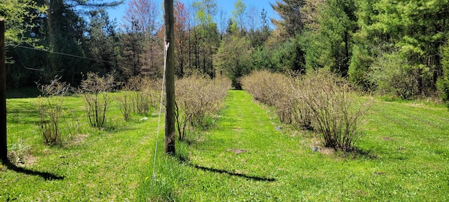 3771 E Loop Rd, Hesperia, MI 49421 - view of tree filled area