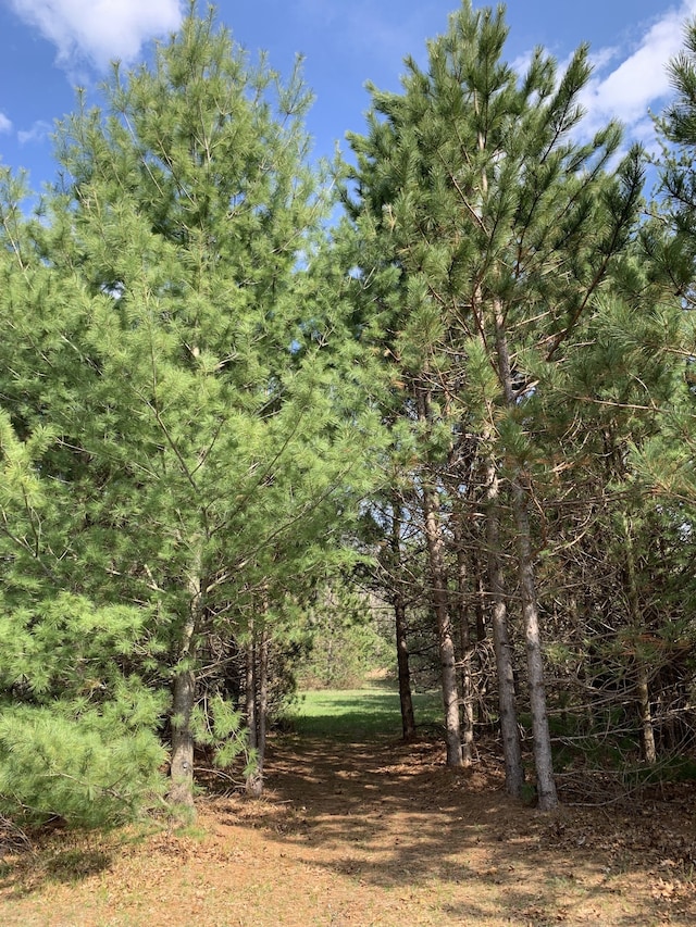 view of woods