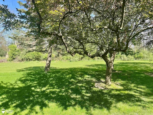 view of green lawn