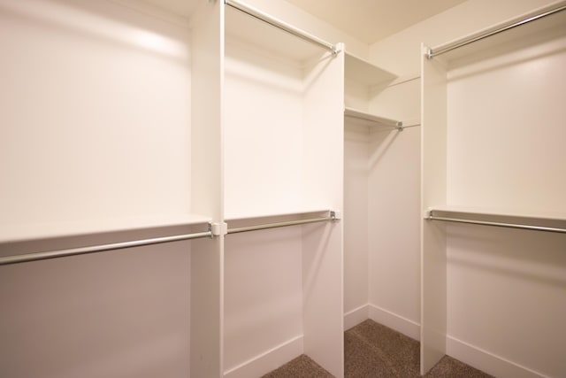spacious closet featuring carpet floors