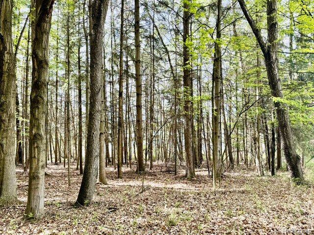 5793 Gark Rd, Attica, MI 48412 - view of woods