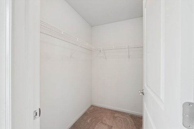 3236 Curtis, Wixom, MI 48393 - walk in closet with carpet floors