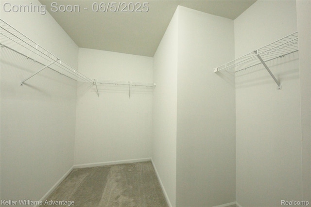 16008 Morningside, Northville, MI 48168 - walk in closet featuring carpet floors