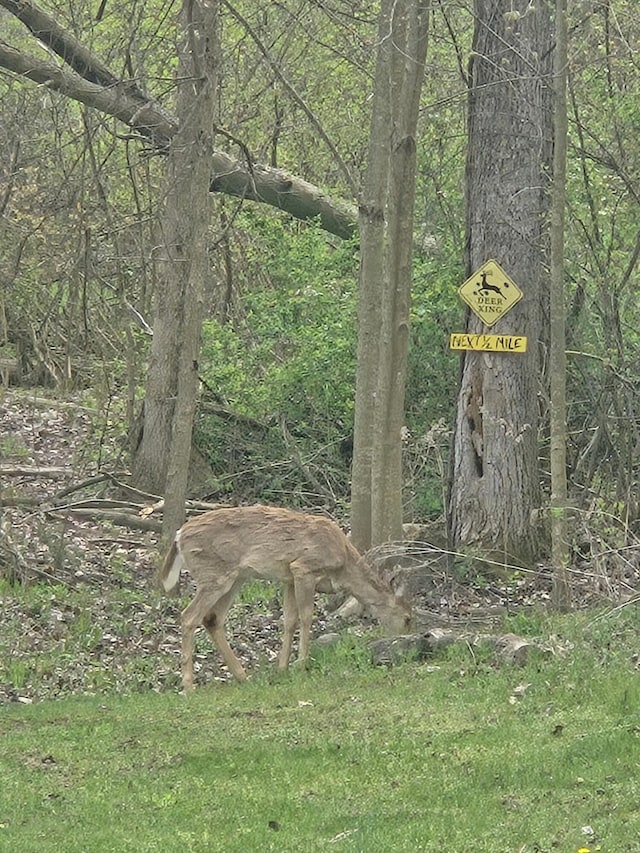 5734 108th Ave, Pullman, MI 49450 - view of local wilderness