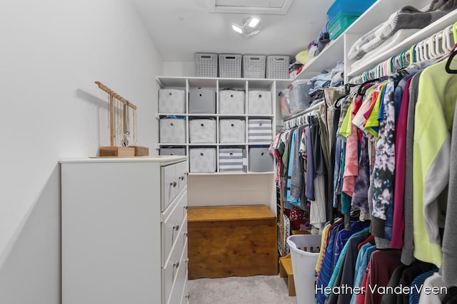 walk in closet featuring attic access and carpet