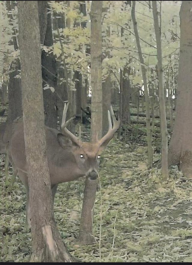 5856 Peck Rd, Brown City, MI 48416 - view of nature