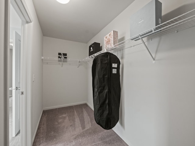 walk in closet with carpet floors
