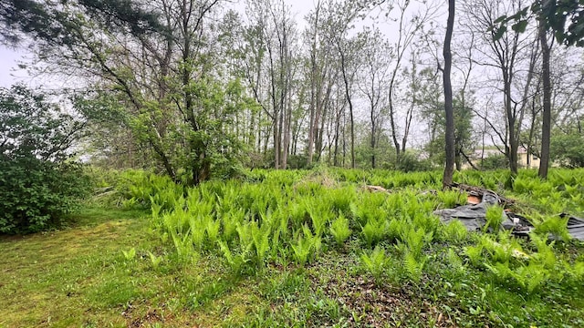 8059 N Wheeler Rd, Wheeler, MI 48662 - view of undeveloped land