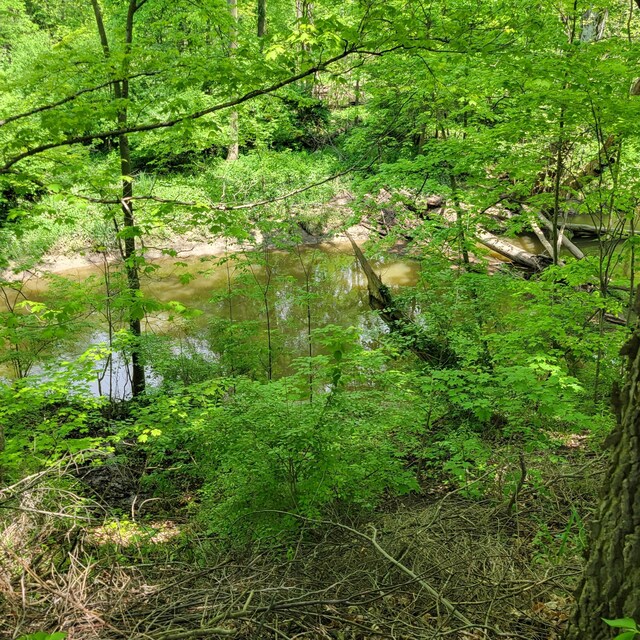 1614 Mooreville Rd, Milan, MI 48160 - view of woods
