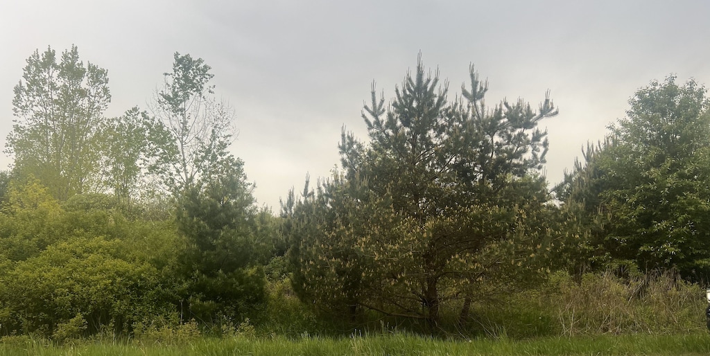 V/L Kingston Rd, Clifford, MI 48727