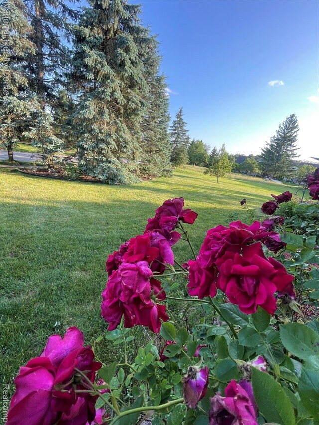 46740 Club, Canton, MI 48188 - photo 16