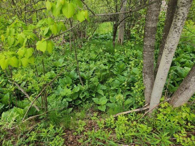 9332 W 10 Mile Rd, Irons, MI 49644 - view of local wilderness