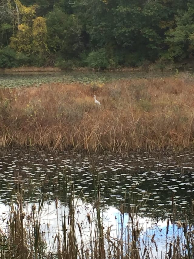 19490 Island Lake Rd, Chelsea, MI 48118 - water view