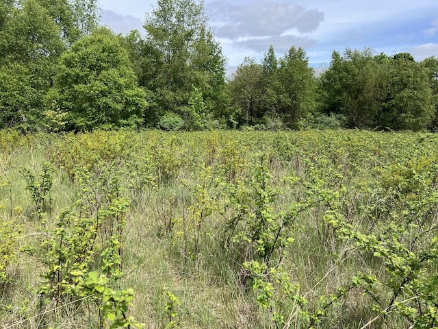 10827 N 12th St, Plainwell, MI 49080 - view of wooded area