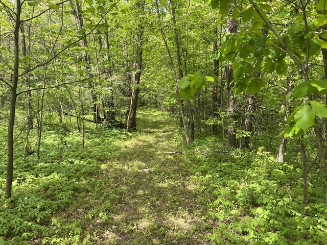 10827 N 12th St, Plainwell, MI 49080 - view of tree filled area