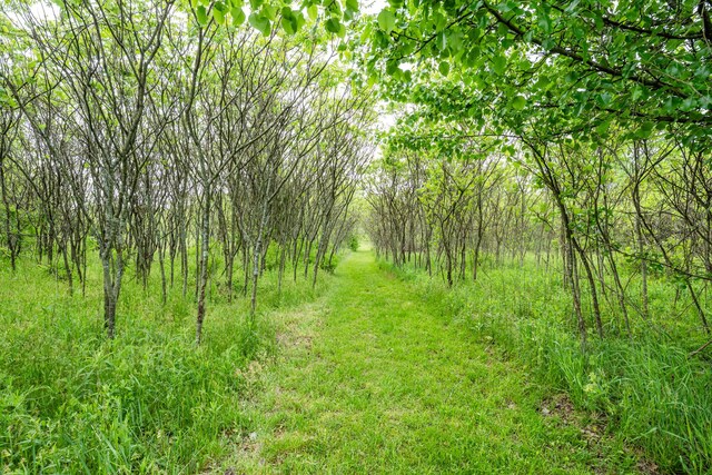 5142 Becht Rd, Coloma, MI 49038 - view of wooded area