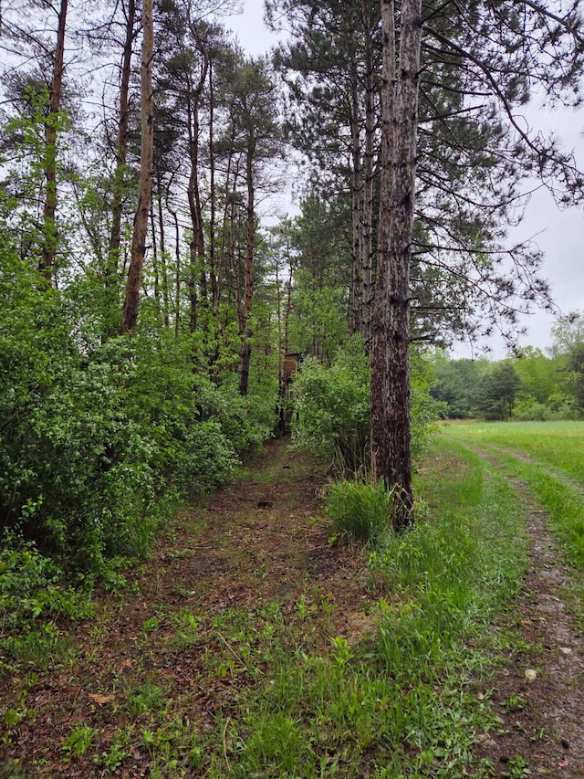 550 E N St, Edmore, MI 48829 - view of tree filled area