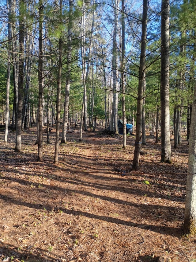 6651 W 6 Mile Rd, Irons, MI 49644 - view of yard