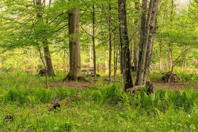 17341 Old Logging Rd, Hersey, MI 49639 - view of local wilderness