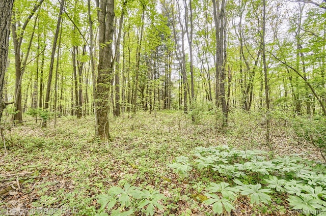 12445 Shaffer Rd, Davisburg, MI 48350 - view of tree filled area