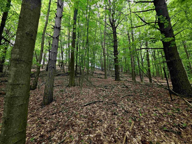 00 Sugar Bush Rd, Kewadin, MI 49648 - photo 3