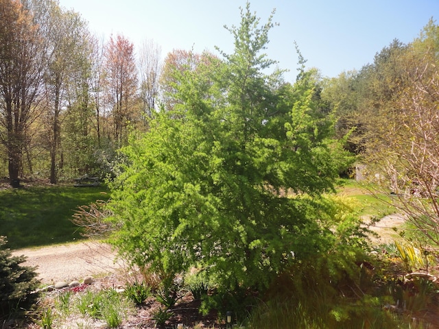 5925 113th Ave, Pullman, MI 49450 - view of nature