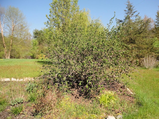 5925 113th Ave, Pullman, MI 49450 - view of yard