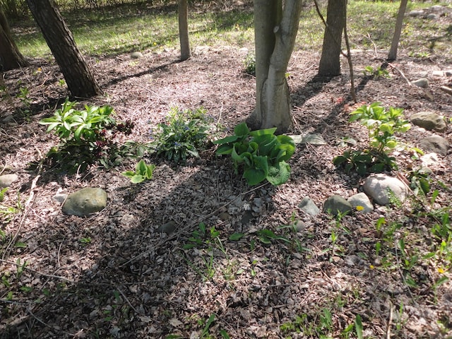 5925 113th Ave, Pullman, MI 49450 - view of nature