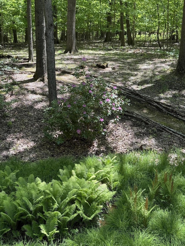 12215 Dunes Rd, Sawyer, MI 49125 - view of local wilderness