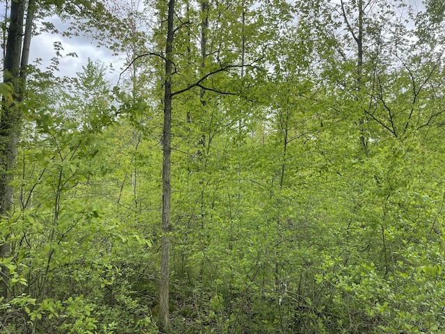 5260 Townhall Rd, Beaverton, MI 48612 - view of wooded area