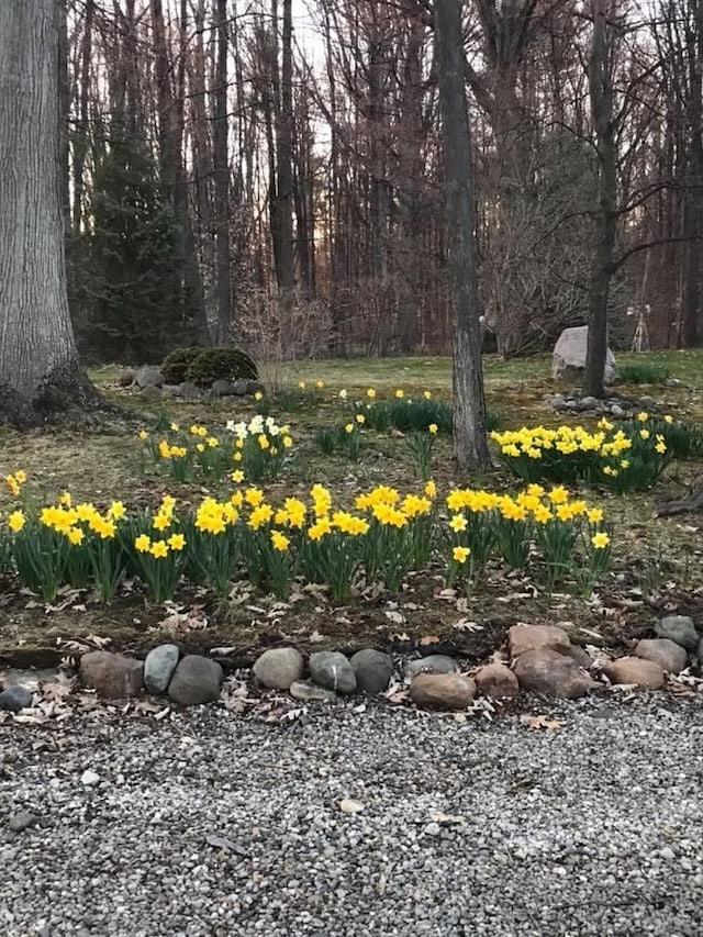 10466 W Farrand Rd, Montrose, MI 48457 - view of yard