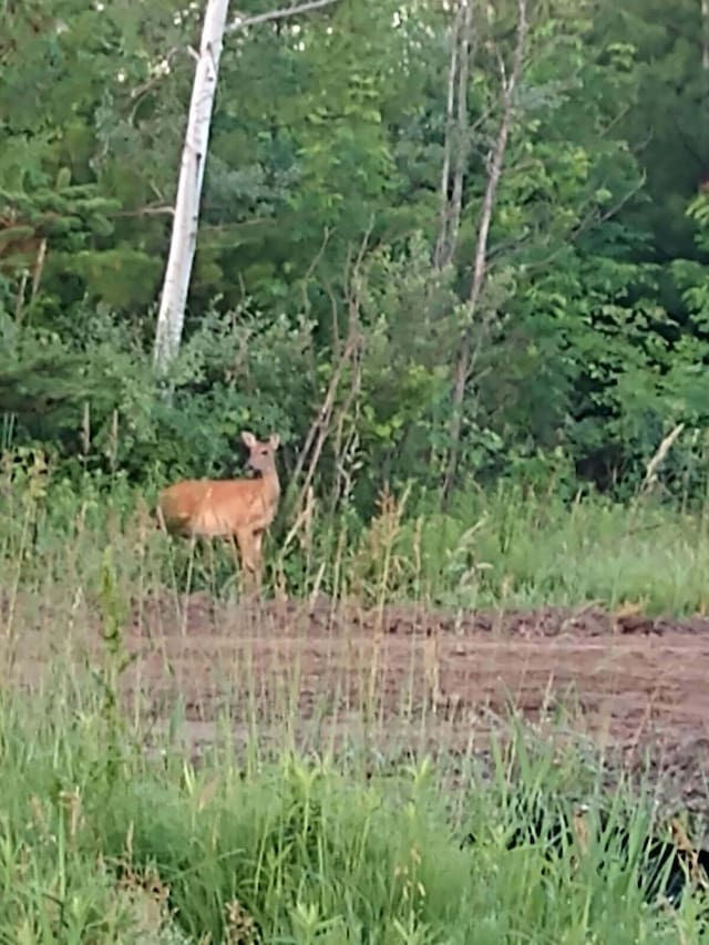4403 4th St, Caledonia, MI 49316 - view of nature