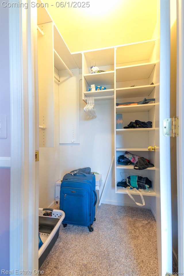 39888 Brylor, Clinton Township, MI 48038 - walk in closet featuring carpet flooring