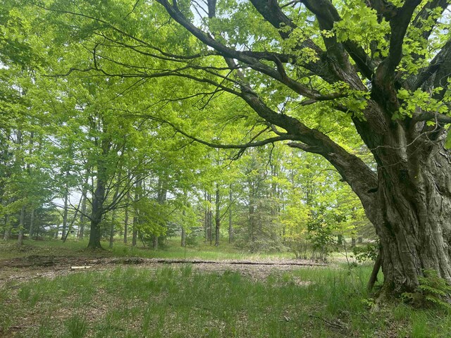 8713 Kingsley Rd, Kingsley, MI 49649