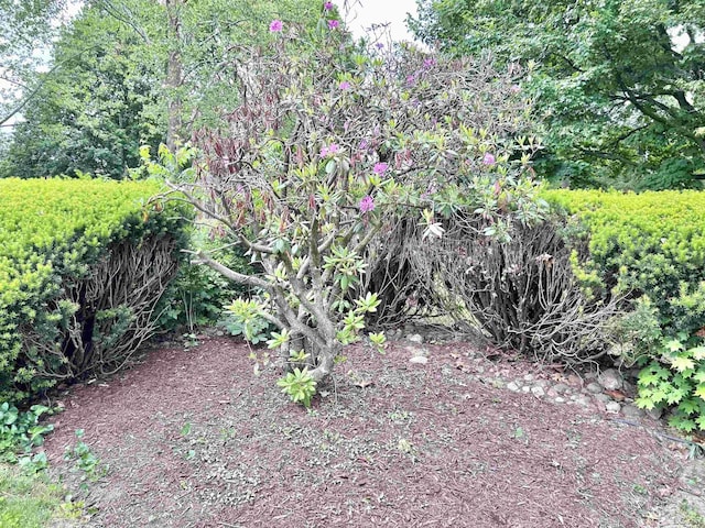 818 W Chestnut St, Morenci, MI 49256 - view of yard