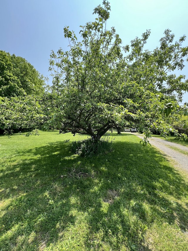 7530 Warren Woods Rd, Three Oaks, MI 49128 - view of green lawn