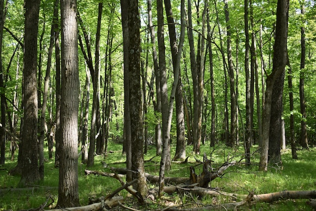 2186 88th St, Bitely, MI 49309 - view of woods