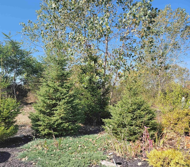 1577 Benner Hwy, Clayton, MI 49235 - view of undeveloped land