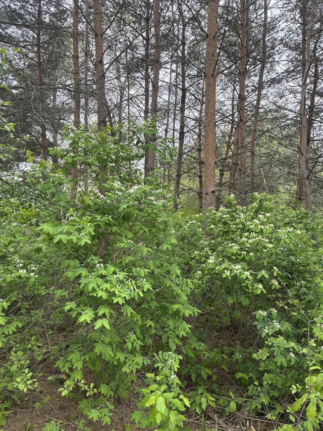 TBD Carter St, Mount Pleasant, MI 48858