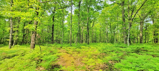 1308 Beaver Rd, Bitely, MI 49309 - view of wooded area