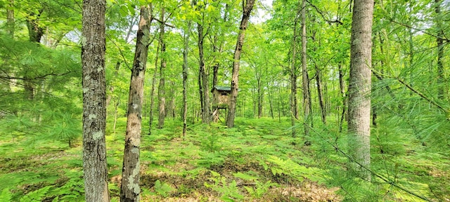 1308 Beaver Rd, Bitely, MI 49309 - view of wooded area