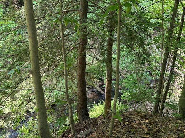 285 Scott St, Newaygo, MI 49337 - view of tree filled area