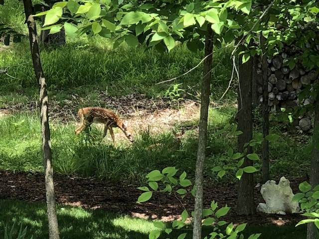 8680 Dexter Pinckney Rd, Pinckney, MI 48169 - view of local wilderness