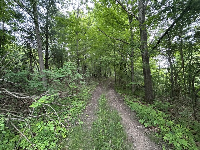 1687 Dimmers Rd, Reading, MI 49274 - view of wooded area